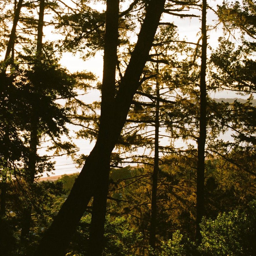 Redwood trees in the forest on the coastline in California.